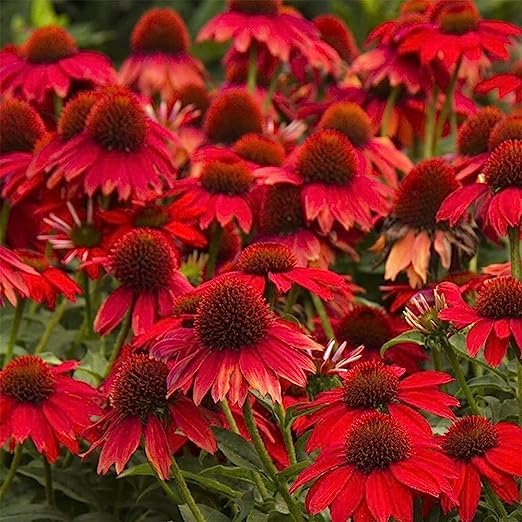Black Eyed Susan Flower seeds for Planting - Garden Favorite, Heirloom & GMO Free Seeds for Home Garden