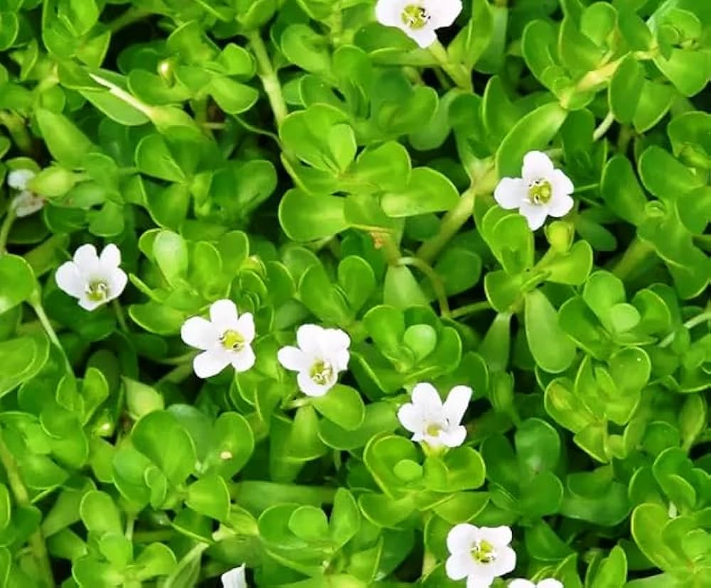 Brahmi (Bacopa monnieri) Seeds for Planting – Heirloom, Non-GMO Ayurvedic Medicinal Herb for Brain & Memory Support