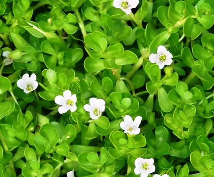 Brahmi (Bacopa monnieri) Seeds for Planting – Heirloom, Non-GMO Ayurvedic Medicinal Herb for Brain & Memory Support