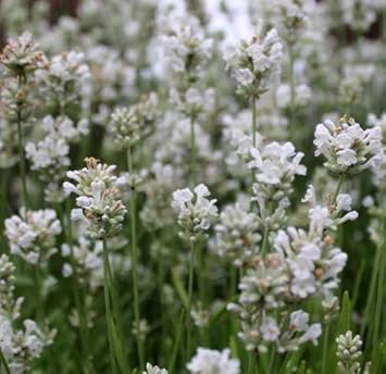 Flower Seeds, Seeds,Seeds For Planting,Plant Seeds