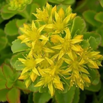 Yellow Stonecrop Flower Seeds for Planting – Hardy, Low-Maintenance Ground Cover