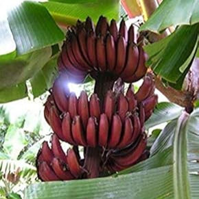 Fruit Seeds,Garden seeds, Seeds For Planting,Plant Seeds