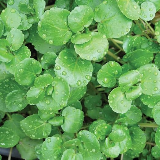 Watercress Flower Seeds for Planting – Perfect for Borders Heirloom Non-GMO High Germination Organic Garden Seeds