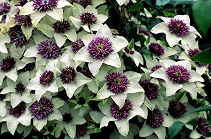 Flower Seeds, Seeds,Seeds For Planting,Plant Seeds