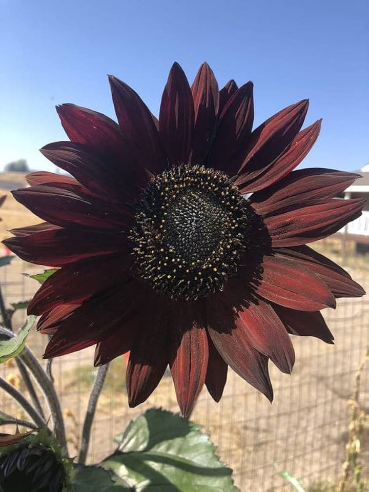 Dark Brown Sunflower Seeds for Planting – Heirloom Non-GMO High Germination Organic Garden Seeds