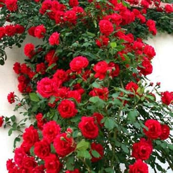 Flower Seeds, Seeds,Seeds For Planting,Plant Seeds