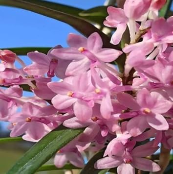 Flower Seeds, Seeds,Seeds For Planting,Plant Seeds