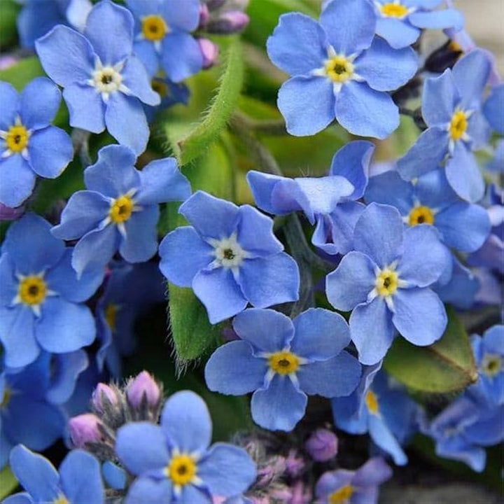 Myosotis Sylvatica Flower seeds for Planting - Pollinator Friendly, Heirloom & GMO Free Seeds for Home Garden