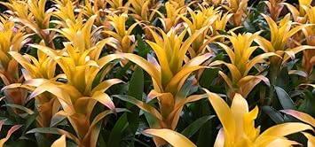 Flower Seeds, Seeds,Seeds For Planting,Plant Seeds