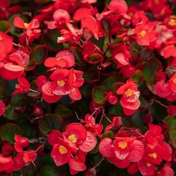 Flower Seeds, Seeds,Seeds For Planting,Plant Seeds