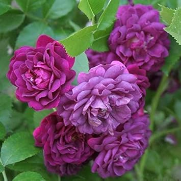 Flower Seeds, Seeds,Seeds For Planting,Plant Seeds