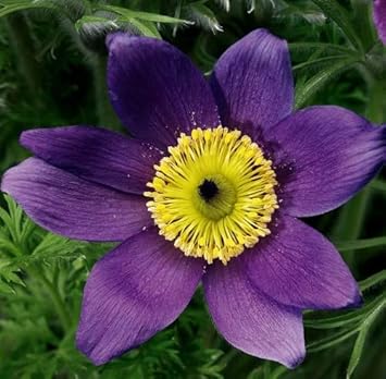 Flower Seeds, Seeds,Seeds For Planting,Plant Seeds
