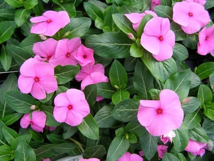 Pink Vinca Flower Seeds for Planting – Garden Favorite, Heirloom, Non-GMO, High Germination Organic Garden Seeds
