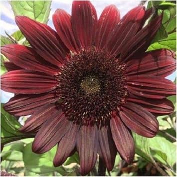Flower Seeds, Seeds,Seeds For Planting,Plant Seeds