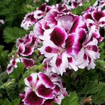 Flower Seeds, Seeds,Seeds For Planting,Plant Seeds