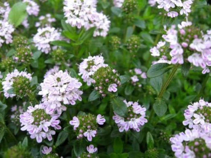 Satureja Montana Flower Seeds for Planting – Heirloom, Non-GMO, Shade Tolerant Organic Garden Seeds