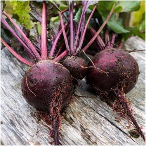 Beetroot Detroit Dark Red Seeds – Heirloom, Fast-Growing, High-Yield Root Vegetable