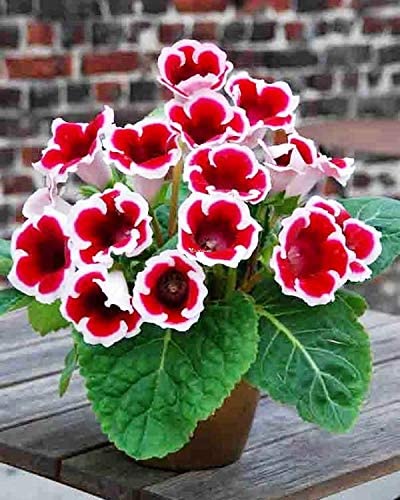 Red & White Gloxinia Seeds - Heirloom, Non-GMO, High Germination, Vibrant Blooms