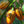 Vegetable Seeds,Garden seeds, Seeds For Planting,Plant Seeds