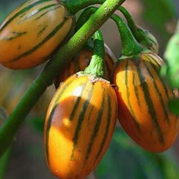 Vegetable Seeds,Garden seeds, Seeds For Planting,Plant Seeds