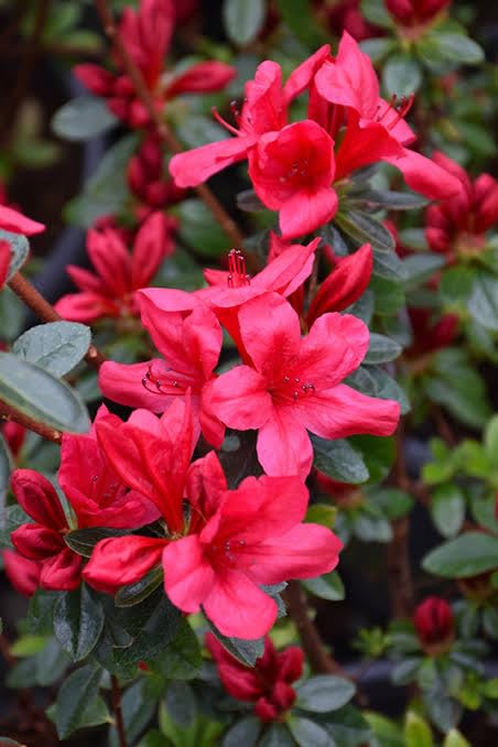 Red Azalea Flower Seeds for Planting – Heirloom, Non-GMO, High Germination Organic Garden Seeds