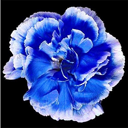 White Blue Dianthus Caryophyllus Flower Seeds for Planting – Heirloom, Non-GMO, High Germination Seeds