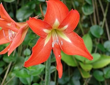 Flower Seeds, Seeds,Seeds For Planting,Plant Seeds