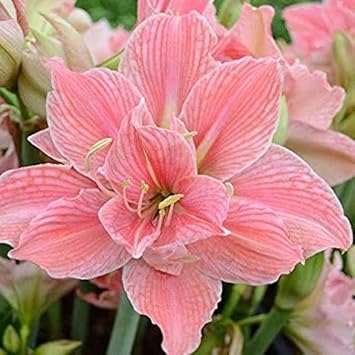 Flower Seeds, Seeds,Seeds For Planting,Plant Seeds