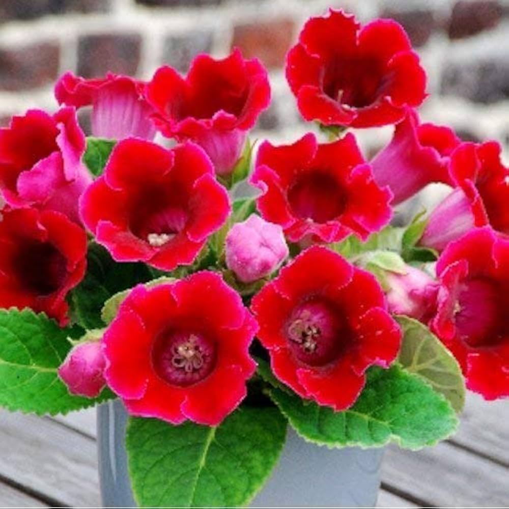 Red Gloxinia Sinningia Flower Seeds for Planting – Heirloom, Non-GMO, Easy to Grow, High Germination
