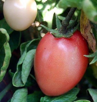 Vegetable Seeds,Garden seeds, Seeds For Planting,Plant Seeds