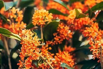 Flower Seeds, Seeds,Seeds For Planting,Plant Seeds