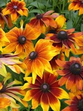 Mixed Rudbeckia Flower Seeds for Planting – Heirloom, Non-GMO, High Germination Organic Garden Seeds