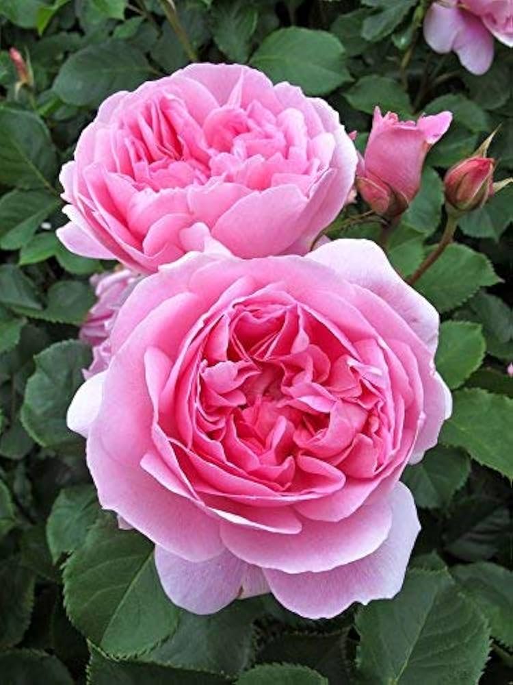 Dark Pink Double Petal English Rose Seeds for Planting – Heirloom, Non-GMO, High Germination, Organic Garden Seeds