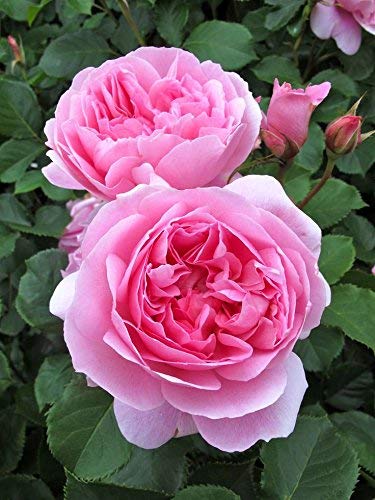 Double Petal Rose Seeds for Planting Soft Pink – Garden Favorite, Heirloom, Non-GMO, High Germination Organic Garden Seeds