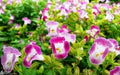 Torenia fournieri (Wishbone Flower) Seeds for Planting – Heirloom & Non-GMO Shade-Loving Blooms for Containers and Borders