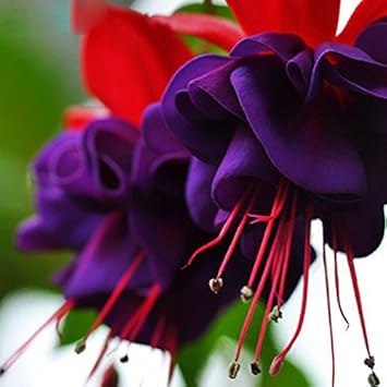 Flower Seeds, Seeds,Seeds For Planting,Plant Seeds