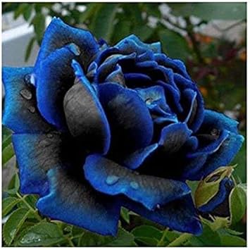 Flower Seeds, Seeds,Seeds For Planting,Plant Seeds