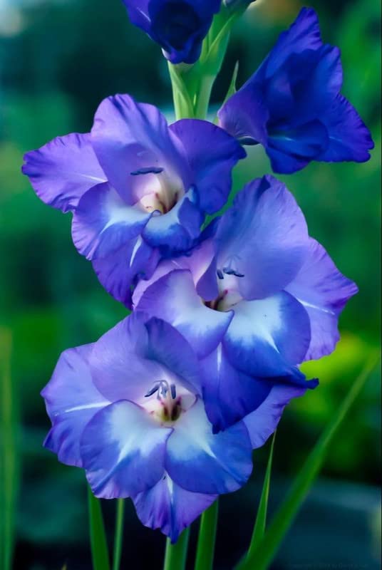 Dark Blue White Gladiolus Flower Seeds for Planting – Heirloom, Non-GMO, High Germination, Organic Garden