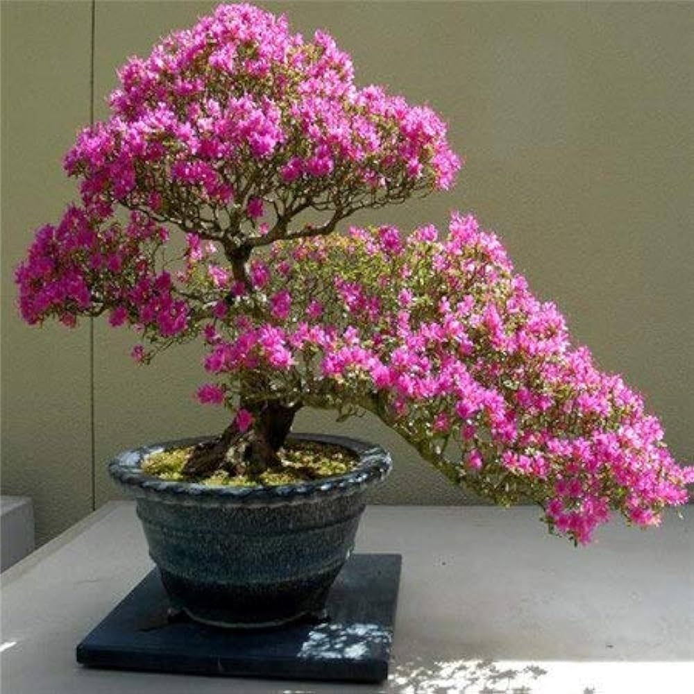 Pink Cerasus Perennial Flower Seeds for Planting – Heirloom, Non-GMO, High Germination Garden Seeds
