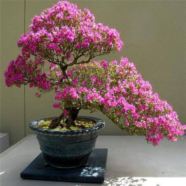 Pink Cerasus Perennial Flower Seeds for Planting – Heirloom, Non-GMO, High Germination Garden Seeds