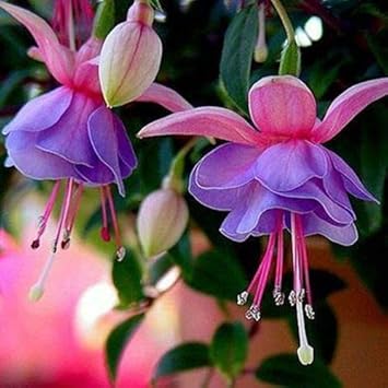 Flower Seeds, Seeds,Seeds For Planting,Plant Seeds