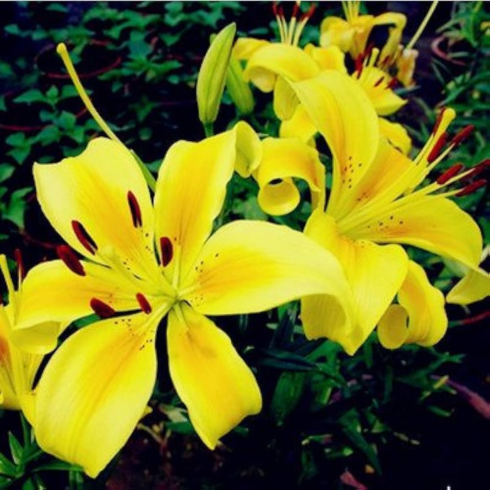 Flower Seeds, Seeds,Seeds For Planting,Plant Seeds