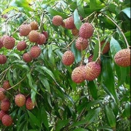 Fruit Seeds,Garden seeds, Seeds For Planting,Plant Seeds