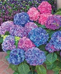 Hydrangea Flower Seeds for Planting – Wildflower Mix, Heirloom, Non-GMO, High Germination Organic Garden Seeds
