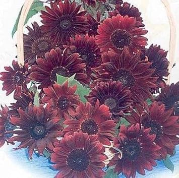 Flower Seeds, Seeds,Seeds For Planting,Plant Seeds