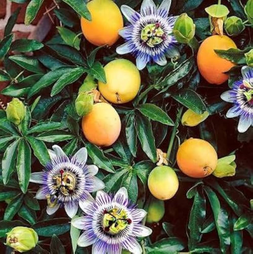 Fruit Seeds,Garden seeds, Seeds For Planting,Plant Seeds