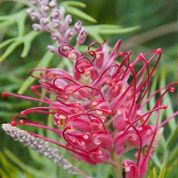 Pink Yellow Grevillea Robusta Flower Seeds – Premium, Heirloom, Non-GMO, High Germination Organic Garden Seeds for Planting