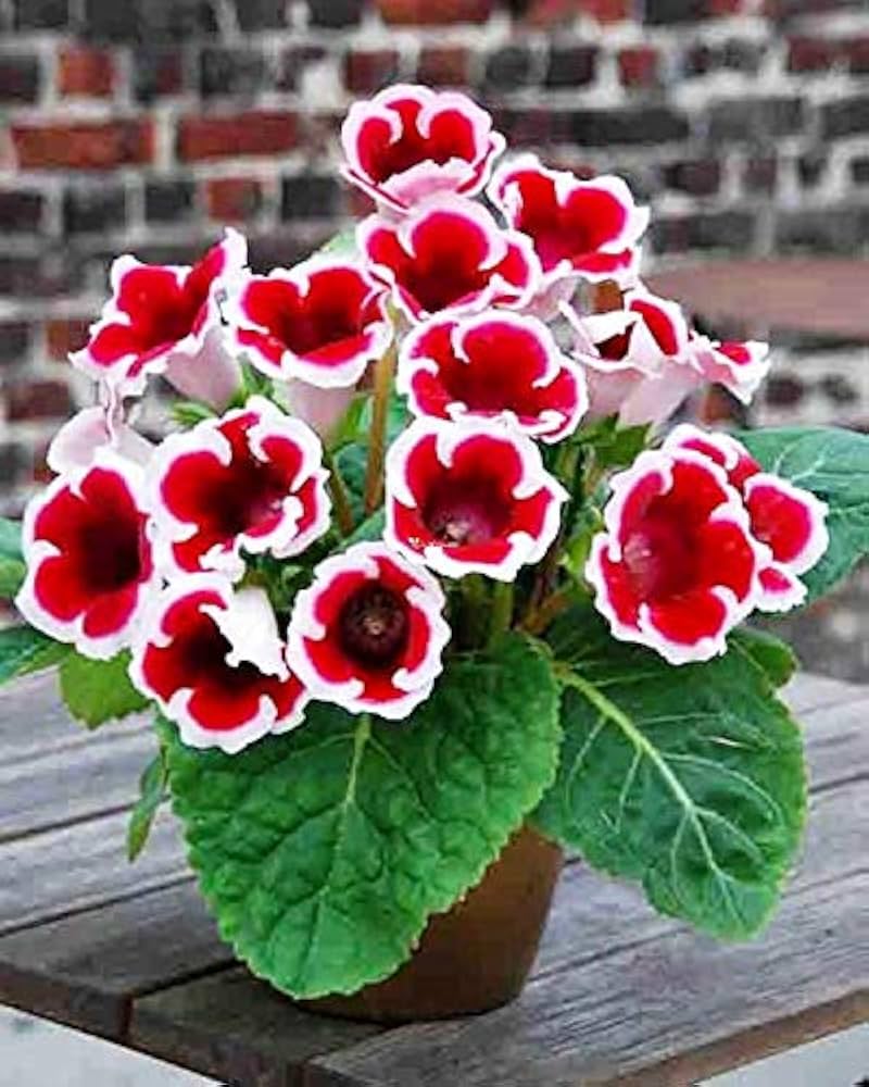 Brazilian Gloxinia Flower Seeds for Planting Red White – Cottage Garden Essential, Heirloom, Non-GMO, High Germination Organic Garden Seeds