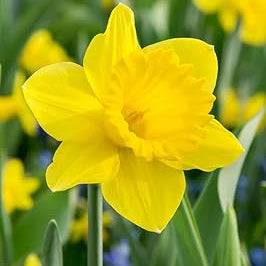 Flower Seeds, Seeds,Seeds For Planting,Plant Seeds