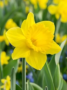 Flower Seeds, Seeds,Seeds For Planting,Plant Seeds